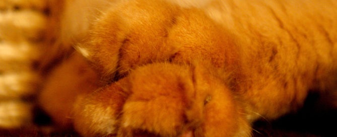 Лапы кота